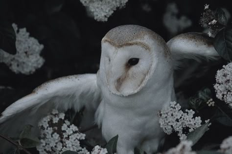 Owl Core Aesthetic, Court Of Owls Aesthetic, White Owl Aesthetic, Barn Owl Aesthetic, Owls Aesthetic, Owl Reference, Eve Core, Aesthetic Owl, Owl Aesthetic