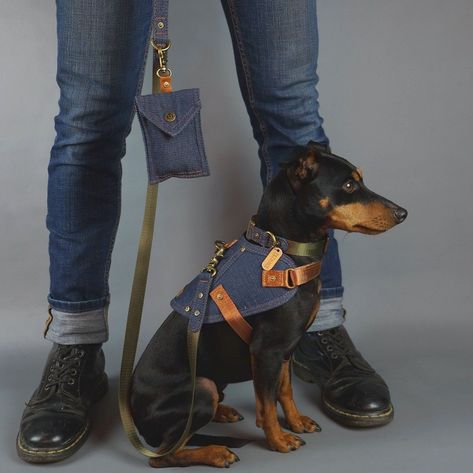 Ultimate Walk Wear Set! - L / L / Leopard Print #ad 💫. Denim Dog Collar, Pocket Dog, Denim Dog, Online Logo Design, Yorkie Dogs, The Pub, Dog Gear, Dog Hoodie, Ll Bean Boot