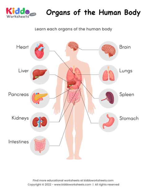 Free Printable Organs of the Human Body Worksheet - kiddoworksheets Internal Organs For Kids, Internal Organs Worksheet, Science Worksheets Grade 2, Human Body Kindergarten, Body Worksheet, Parts Of Human Body, Worksheets Grade 2, Human Body Printables, Body Parts For Kids