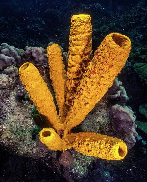 Images of Sea Sponges - Free The Ocean Lab Image, Underwater Painting, Sea Sponge, Coat Of Many Colors, Sponge Coral, Fish Drawings, Blog Images, Ocean Animals, Natural Forms