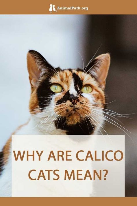 Caliby Cat, Calico Cat Personality, Calico Cat Facts, Calico Kittens, Calico Cats, Drawing Help, Cats Photos, Calico Kitten, Positive Comments