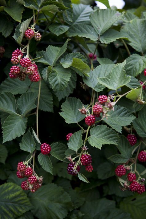 Raspberry Bush, Ivy House, Stone Barns, Wild Berry, Kitchen Garden, Farm Life, A Tree, Secret Garden, Blackberry