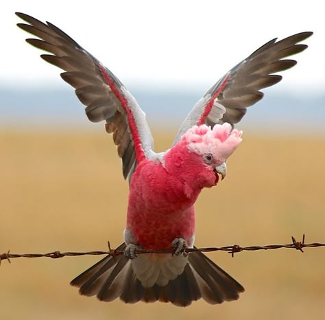 Australian Animal Photography, Australian Wildlife Photography, Galah Bird, Galah Cockatoo, Australian Parrots, Wire Fencing, Australian Fauna, Barbed Wire Fencing, Australian Photography