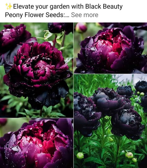 Goth Plants, Witch's Garden, Pretty Flowers Pictures, Goth Garden, Hosta Plants, Gothic Garden, Dark Elegance, Future Garden, Flower Meanings