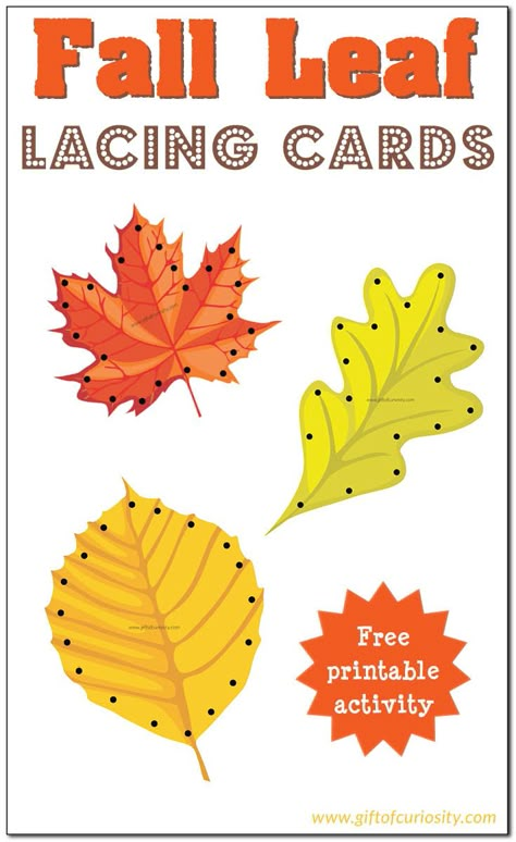 Free Fall Leaf Lacing Cards for kids to enjoy the colors of fall while developing their fine motor skills. || Gift of Curiosity Autumn Preschool Theme, Fall Activities For Kids, Fall Preschool Activities, Lacing Cards, Preschool Fall, Tree Study, Free Printable Gifts, Free Printable Activities, Preschool Fine Motor