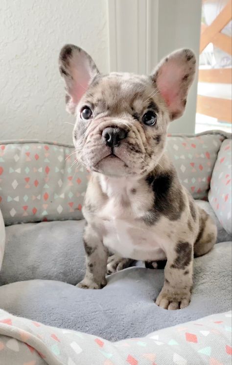 Cai Arabi, Cute Bulldog Puppies, Cute Small Dogs, Dog Mommy, Very Cute Puppies, Bulldog Francese, Super Cute Puppies, Cute Animals Puppies, Very Cute Dogs