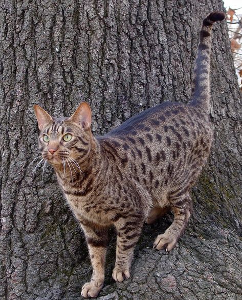 Singapura Cat, Large Cat Breeds, Spotted Cats, Chartreux Cat, Rare Cat Breeds, Domestic Cat Breeds, Ocicat, Expensive Things, Kitten Wallpaper