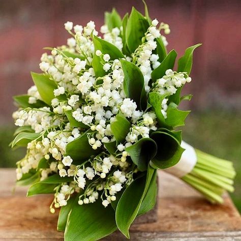 Lily Of The Valley Bridal Bouquet, Lily Of The Valley Wedding Bouquet, Lily Of The Valley Bouquet, Lily Bridal Bouquet, Small Wedding Bouquets, Bridal Bouquet Flowers, Lily Bouquet, Hand Bouquet, Bouquet Arrangements