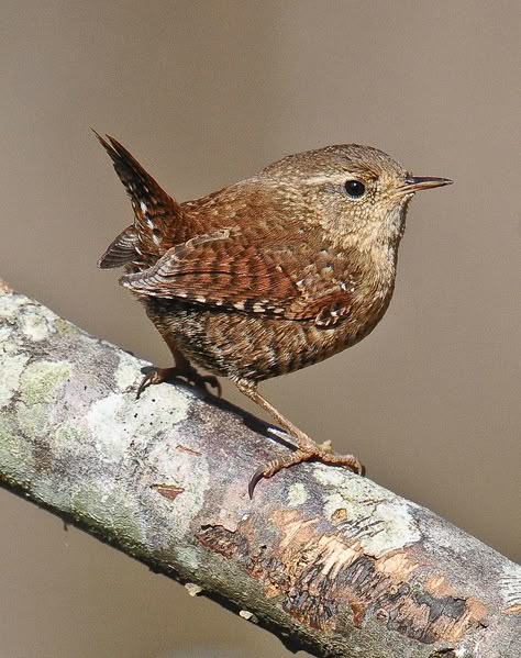 Winter Wren --Vicki's Backyard--Woodstock, Georgia | by davidcreebirder Winter Wren, British Birds, British Wildlife, Garden Birds, Bird Photos, Kinds Of Birds, Airbrush Art, Animals And Birds, Backyard Birds