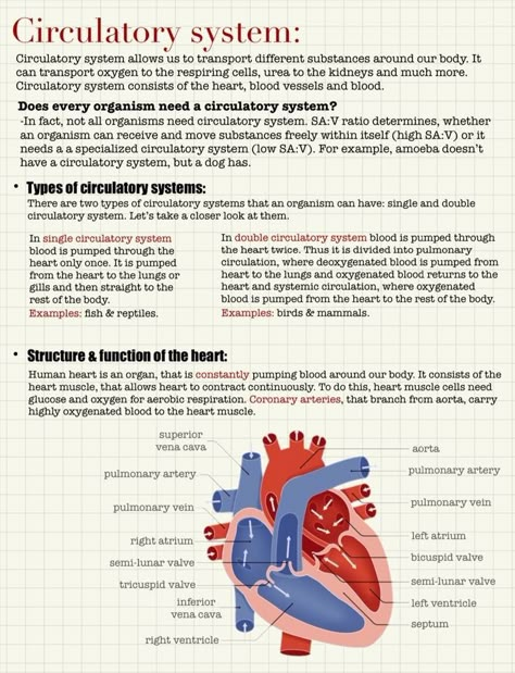 Biology Circulatory System, The Human Circulatory System, Science Circulatory System Notes, Heart Physiology Notes, Biology Circulatory System Notes, Anatomy Of The Heart Notes, Anatomy Of Heart Notes, Human Circulatory System Notes, Cardiovascular System Notes Aesthetic