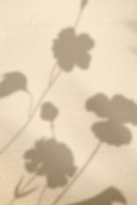 Flower Shadow Background, Shadow Esthetics, Beige Shadow Aesthetic, Shadow Background Aesthetic, Background Aesthetic Flowers, Aesthetic Flower Background, Saint Aesthetic, Shadows Aesthetic, Shadow Flower