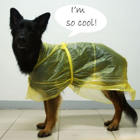 Picture of Raincoat for your dog! Diy Dog Raincoat, Dog Poncho, Baby Raincoat, Cheap Raincoats, Super Tips, Green Raincoat, Vinyl Raincoat, Puppy House, Raincoat Jacket