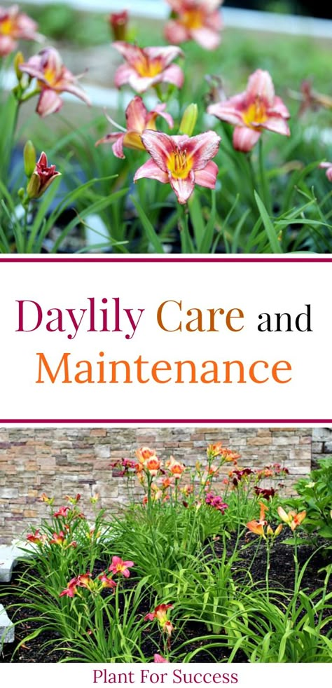 How To Care For Daylilies, Pardon Me Daylily, Day Lily Care, Day Lily Landscaping, What To Plant With Daylilies, Lily Garden Ideas Flower Beds, Daylillies Landscaping, Landscaping With Daylilies, Planting Daylilies