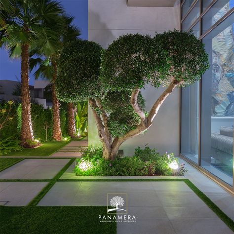 Olive Tree Outdoor Gardens, Garden And Pool Design, Garden Hallway, Roof Landscape, Terraced Landscaping, Dubai Garden, Backyard Trees, Rooftop Design, Modern Backyard Landscaping