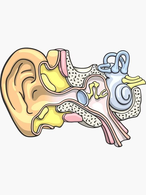 Human Ear Sticker, Audiology gift Ear Anatomy Art, Human Anatomy Stickers, Audiology Stickers, Ear Biology, Ear Anatomy Drawing, Ears Anatomy Drawing, Ears Anatomy, Audiology Art, Ear Illustration