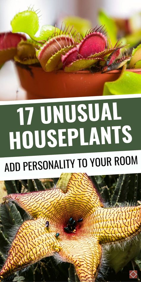 Find the perfect quirky addition for your home with these 17 unusual houseplants! With exotic and unique appearances, plants like the Fishbone Cactus and Trailing Jade bring personality and charm to your decor. Each plant is easy to care for and adds a creative twist to any space. Save this pin to explore beautiful, unconventional houseplants for a unique vibe. Frizzle Sizzle Plant, Fun House Plants, Weird Plants Unusual Flowers, Cool Houseplants, Unusual Houseplants, Unique House Plants, Fishbone Cactus, Cool Succulents, Unusual House