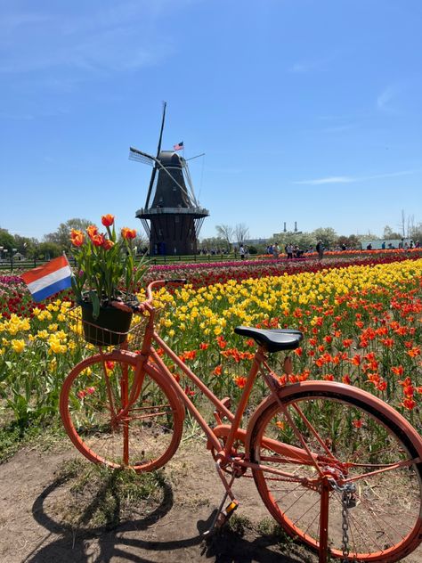 Tulip Field Amsterdam, Amsterdam Tulip Festival, Holland Netherlands Aesthetic, Dutch Culture Aesthetic, Tulip Festival Amsterdam, Nederland Aesthetic, Holland Tulip Fields, Netherlands Culture, Tulip Holland