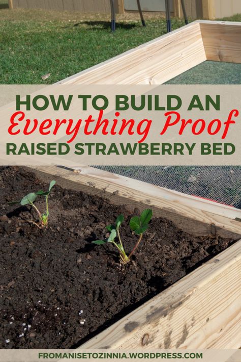 Raised Strawberry Beds Diy, Strawberry Beds Ideas Diy, Strawberry Patch Garden, Raised Strawberry Beds, Strawberry Bed, Strawberry Beds, Pine Garden, Berry Garden, Garden Wood