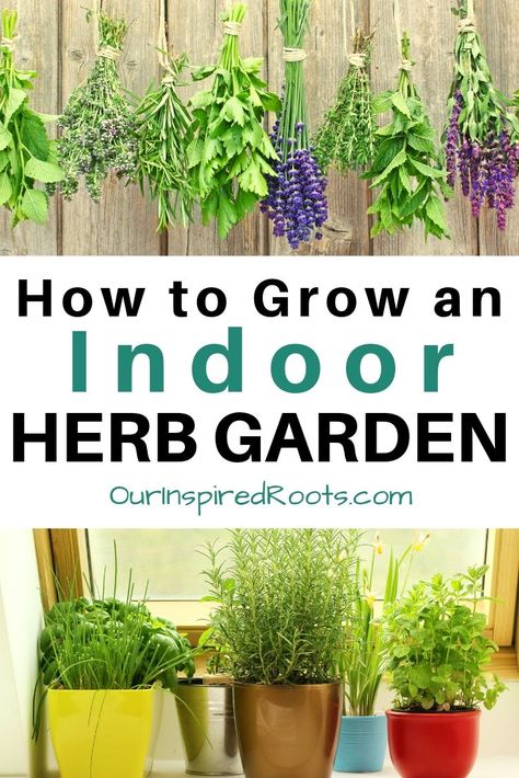 Want to learn how to grow herbs indoors? Here's a free guide that will teach you everything you need to know to get started. growing herbs indoors is a great way to have fresh culinary or medicinal herbs on hand. Bonus: they're way cheaper to grow than to buy! #growherbs #herbs Diy Indoor Herb Garden, Garden In Kitchen, Growing Herbs At Home, Bottle Planters, Indoor Herb Garden Diy, Herb Garden Wall, Indoor Herbs, How To Grow Herbs, Container Herb Garden