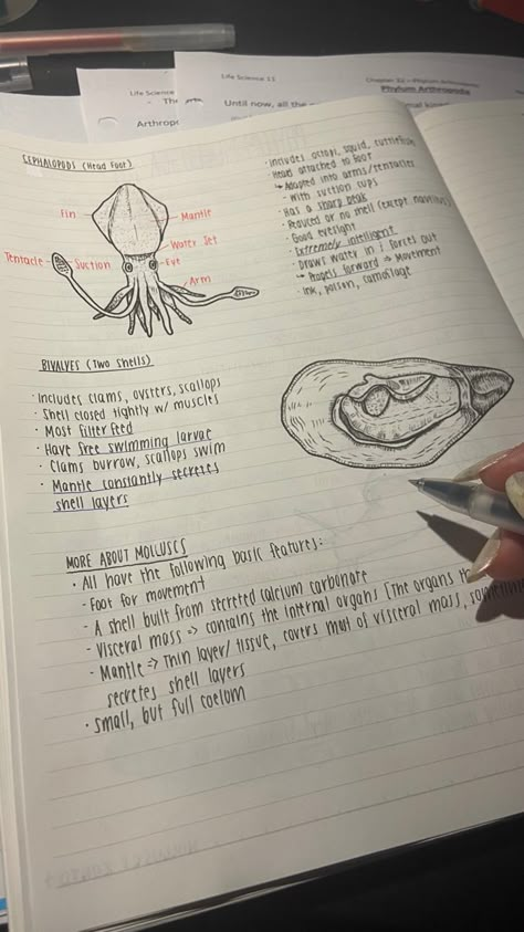 Marine Biology Notes, Marine Biology Aesthetic, Biology Aesthetic, Oceanography Marine Biology, Biology Major, Marine Science, Wildlife Biologist, My Future Job, Dream Jobs