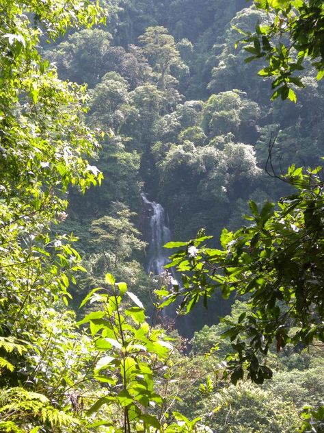 cloud forests - microcuenca Gavilanes, Veracruz, Mexico Mexico Forest, Lychee Tree, Lychee Fruit, Food World, Halal Food, Jasmine Flowers, Wedding Gift Set, Forest View, Halal Recipes