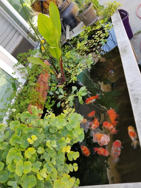 Above Ground Goldfish Pond, Koi And Goldfish Pond, Mini Goldfish Pond, Fancy Goldfish Pond, Indoor Goldfish Pond, Ranchu Fish Tank, Ranchu Goldfish Tank, Pond Above Ground, Goldfish Pond Ideas