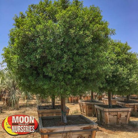 Modern Farmhouse Landscaping, Tree Hedge, Arizona Landscaping, Mastic Tree, Hedge Trees, Backyard Landscapes, Desert Trees, Tree Growth, Living Fence