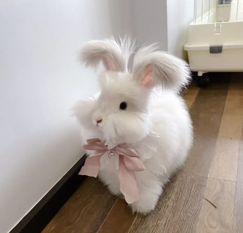 Rabbit Coquette, Angora Bunny, 2024 Wallpaper, Pet Bunny Rabbits, Bunny Cartoon, Bunny Care, Cute Bunny Pictures, Cute Bunny Cartoon