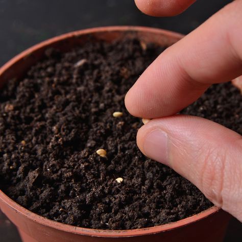 How to sow seeds successfully – an expert guide | Ideal Home Sowing Seeds, Garden Rake, Plant Mister, Seed Shop, Garden Borders, Seed Packets, Ideal Home, Seeds, Home And Garden