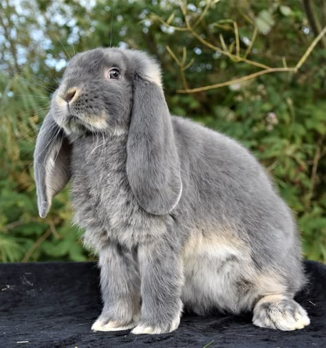 Lopped Eared Bunnies, Bunny Reference Photos, Rabbit Reference Photo, Bunny Side View, French Lob, Rabbit Poses, Bunny Poses, French Lop Rabbit, Bunny Reference