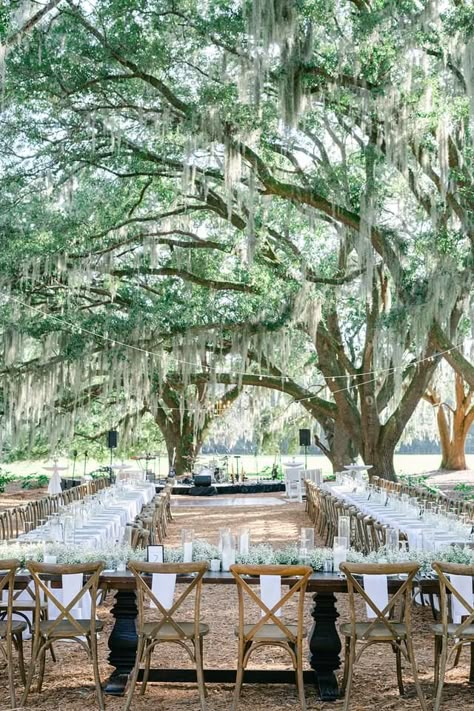 Louisiana Wedding Venues Outdoor, Low Country Wedding Ideas, Louisiana Outdoor Wedding, Mossy Oak Tree Wedding, Wedding Oak Tree, Southern Charm Wedding Decorations, Willow Tree Wedding Decorations, Old Southern Wedding Theme, Bayou Wedding Louisiana