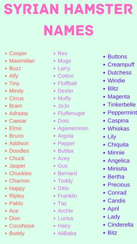 Syrian Hamster Names, Cute Names For Hamsters, Pig Names Ideas, Cute Bunny Names List, Hamster Names Ideas, Guinea Pig Names, Rpg Names, Hamster Ideas, Barbie Pets