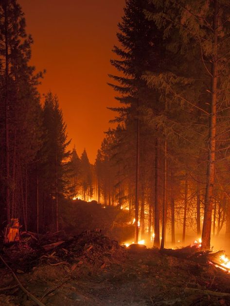 Klamath National Forest, Burning Forest, Wildland Firefighting, Fire Aesthetic, Wildland Fire, Wildland Firefighter, Fire Photography, Wild Fire, Fire Art