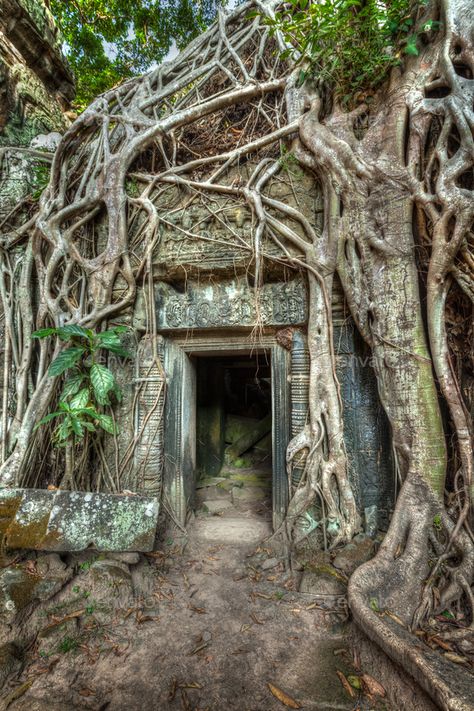 Ancient stone door and tree roots, Ta Prohm temple, Angkor by f9photos. High dynamic range (hdr) image of ancient stone door and tree roots, Ta Prohm temple ruins, Angkor, Cambodia #Affiliate #Prohm, #Ta, #Angkor, #temple Ruined Temple, Ta Prohm Temple, Temple Door, Stone Door, Aztec Temple, Old Temple, Ta Prohm, Tree Door, Stone Temple