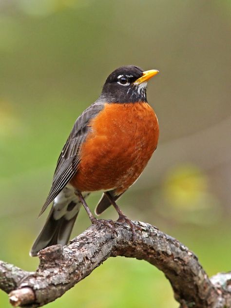 Robin Pictures, American Robin, Robin Bird, Rare Birds, Backyard Birds, Bird Pictures, Bird Drawings, Pretty Birds, Bird Photo