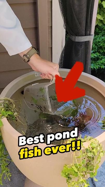 this is by far my favorite patio pond this summer! adding a small pond... | planter pond | TikTok Planter Pond, Small Fish Pond, Fish Ponds Backyard, Nature Pond, Small Backyard Ponds, Ponds For Small Gardens, Patio Pond, Fish Nature, Backyard Ponds