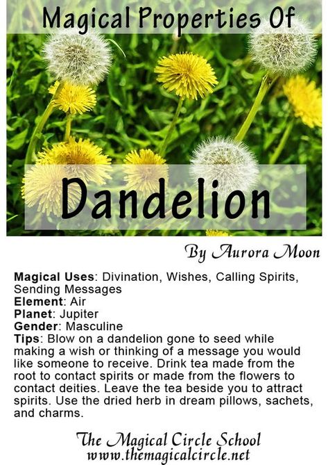 Magical Properties Of - Dandelion Herbs Magic, Witchy Herbs, Magical Circle, Herb Magic, Magick Herbs, Magical Plants, Magickal Herbs, Witch Herbs, Green Witchcraft