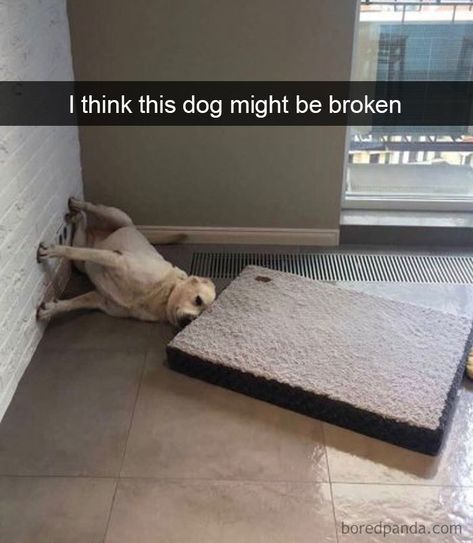 30 Funny And Cute Dog Snapchats That Will Hopefully Make Your Day (New Pics) Dog Memes Hilarious, Memes Gretchen, Humor Animal, Dog Snapchats, Funny Dog Memes, Memes Hilarious, Memes Humor, Funny Animal Memes, Animal Jokes