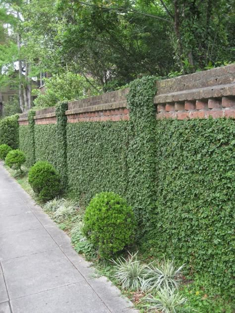 creeping fig covers wall Climbing Fig Wall, Creeping Plants Wall Fence, Creeping Plants Wall, Creeping Fig Wall, Wall Climbing Plants, Creeping Fig, Ficus Pumila, Ivy Wall, Wall Climbing