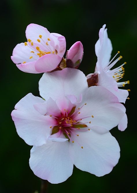 Flor Tattoo, Almond Flower, Apple Flowers, Flowers Love, Almond Blossom, Language Of Flowers, Floral Photography, Spring Blossom, Flower Beauty