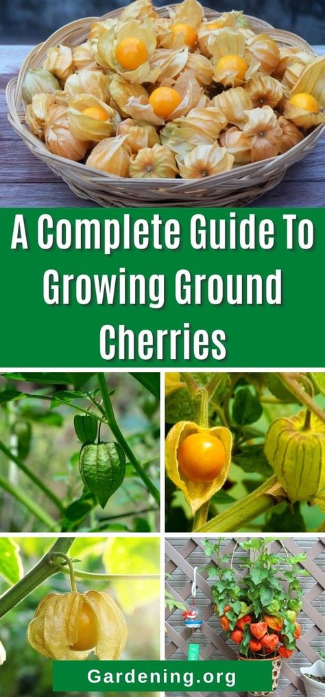 You may or may not know about ground cherries, but these old-time favorite garden plants are making a comeback. Learn how to grow them here! Tomatillo Plant, Cherry Types, Ground Cherries, Ground Cherry, Cherry Plant, Pink Perennials, Berry Garden, Berry Plants, Gothic Garden