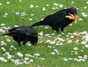 Cute Crow, Crow Images, Caw Caw, Black Birds, Picking Flowers, Jackdaw, Crows Ravens, Ravens, Birdy