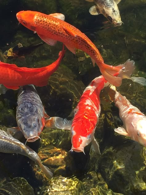 Yoimiya Core, Koi Photo, Aesthetic Koi Fish, Fish Core, Japan Icon, Orange Koi, Coy Fish, Fish Icon, Orange Fish