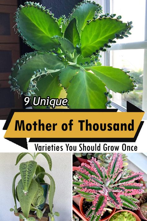 Are you in love with quirky succulents? Check out our exclusive list of the Best Mother of Thousands Variety! Mother Of A Thousand Plants, Mother Of Thousands Plant Care, Mother Of Millions Plant, Mother Of Thousands Plant, Mexican Hat Plant, Mother Of Thousands, Garden Hacks Diy, Succulent Landscaping, Houseplant Care