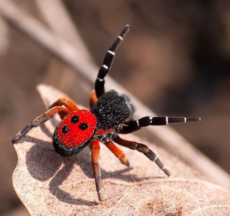 Ladybird spider are so neat! Ladybird Spider, Pretty Spiders, Arachnids Spiders, Spider Species, Pet Spider, Cool Insects, Cool Bugs, Spider Tattoo, Spider Art