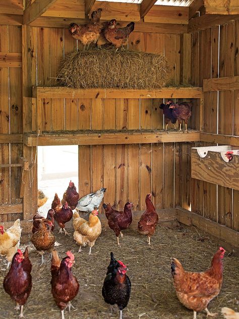 Coming Home To Roost | Southern Living Reban Ayam, Coop Design, Chicken Cages, Chicken Coop Designs, Chicken Garden, Coop Plans, Keeping Chickens, Building A Chicken Coop, Chicken Coop Plans