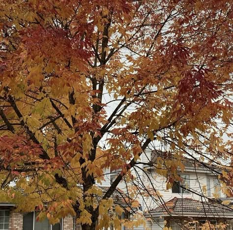 Autumn Leaves Falling, Gilmore Girls Seasons, Leaves Falling, Fall Mood Board, Fall Mood, All Too Well, Season Of The Witch, I Love Fall, Yellow Leaves