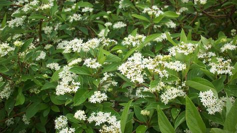 10 Shrubs for Windy Gardens Shrubs For Borders, Fossil Creek, Shrubs For Privacy, Trees For Front Yard, Monrovia Plants, Privacy Plants, Privacy Landscaping, Cottage Garden Plants, Coastal Gardens