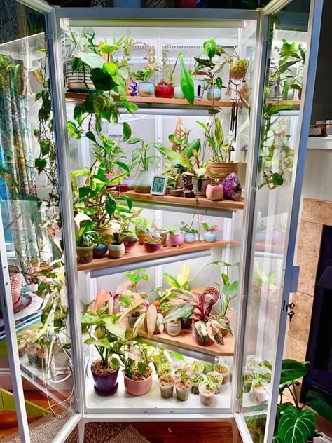 Glass Cabinet Greenhouse Diy, House Plant Cabinet, Ikea Milsbo Wide Greenhouse, Ikea Green House Cabinet, Diy Ikea Plant Cabinet, Curio Cabinet Greenhouse Diy, Indoor Plant Greenhouse Cabinet, Ikea Cabinet Plants, Diy Indoor Green House