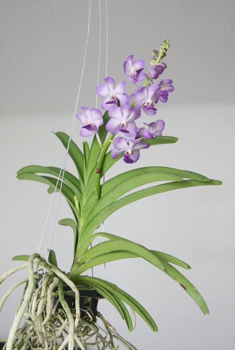 By Bonnie L. Grant Vanda orchids produce some of the more stunning blooms in the genera. This group of orchids is heat loving and native to tropical Asia. In their native habitat, Vanda orchid plants hang from trees in nearly soilless media. It is important to mimic this condition as much as possible when growing… Orchid Varieties, Orchids Care, Vanda Orchids, Types Of Orchids, Growing Orchids, Orchids Garden, Phalaenopsis Orchid, Orchid Care, Orchid Flowers